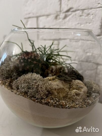 Флорариум, подарок