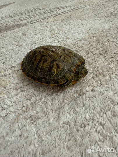 Черепаха