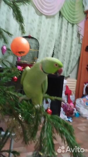 Попугай Ожереловый самец 