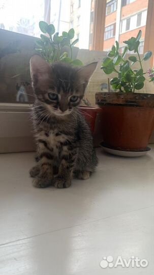 Котенок в дар бесплатно