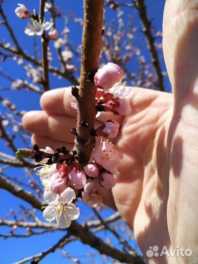 Саженцы краснощекого абрикоса