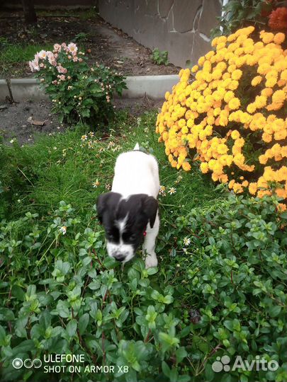 Собачка в добрые руки