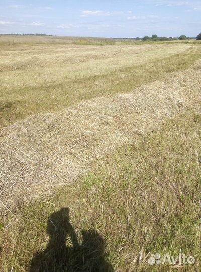 Сено луговое в тюках