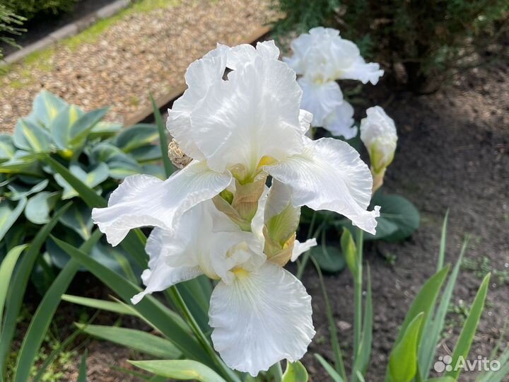 Ирис коллекция