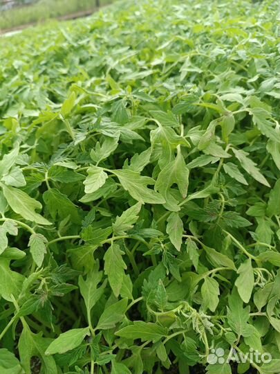 Рассада овощей