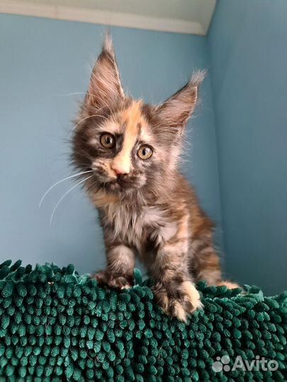 Красотка черепашка