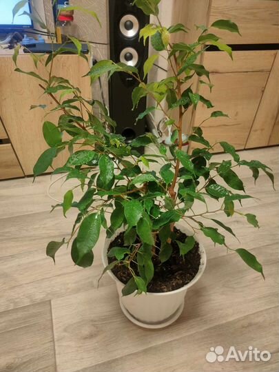 Фикус бенджамина