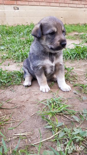 Щенки бесплатно