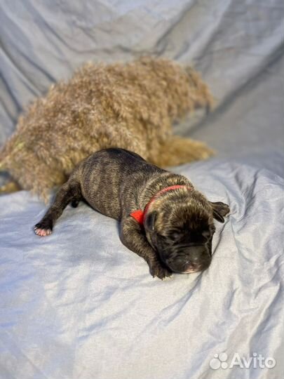 10 шикарных малышей,с документами