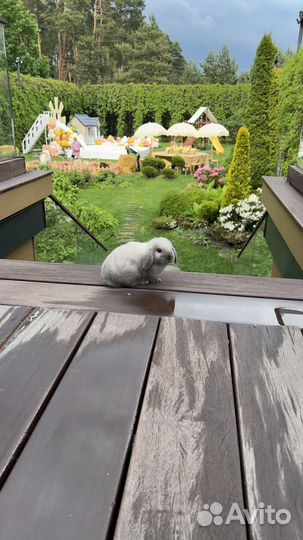 Кролик карликовый