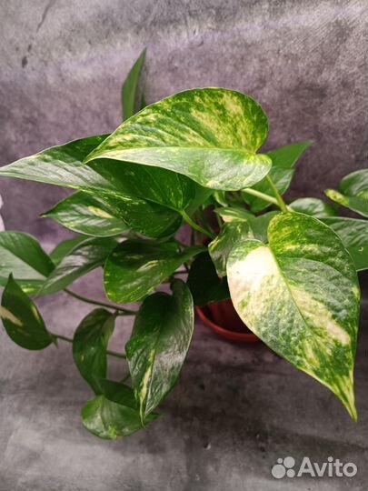 Драцена,Филодендрон,Кодиум,Рафидофора, маранта