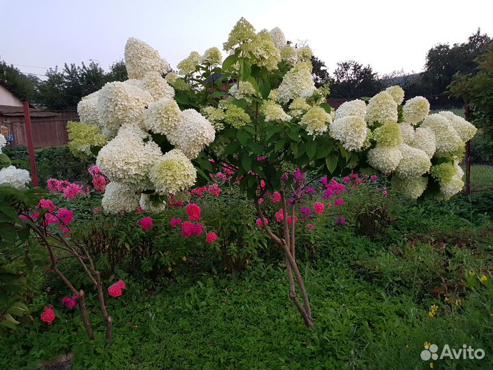 Метельчатые гортензии