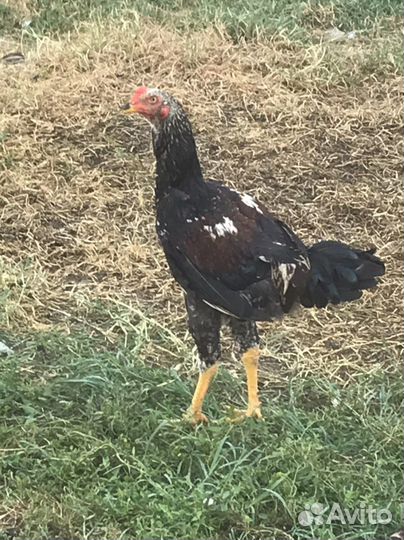 Бойцовые петухи