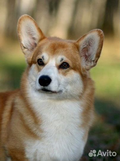 Кобель Вельш корги пемброк (вязка)
