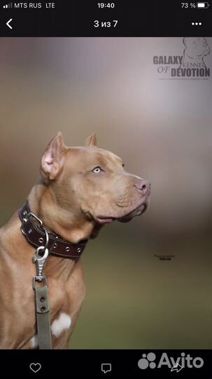 Американский питбультерьер