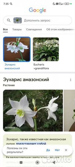 Эухарис амазонская лилия