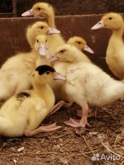 Курочки несушки и утята
