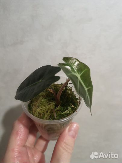 Алоказия Полли,алоказия серебрянный дракон