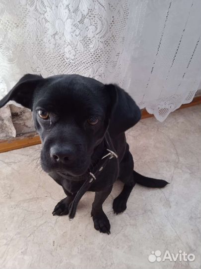 Собака (мальчик)в добрые руки