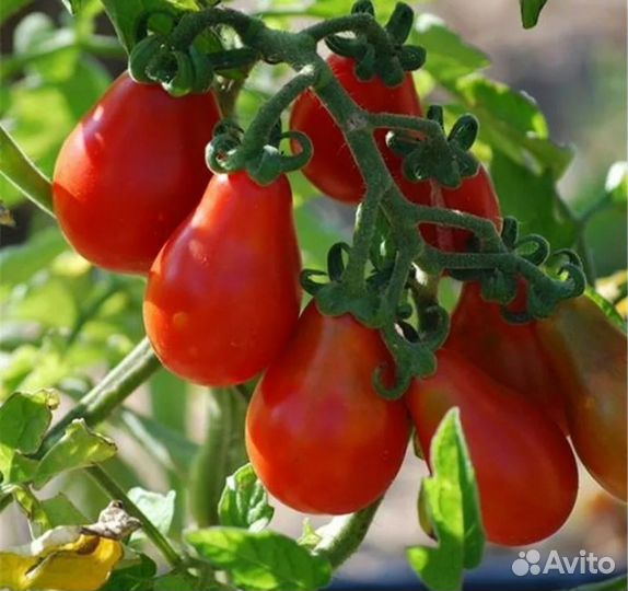 Томат Матрёшка семена