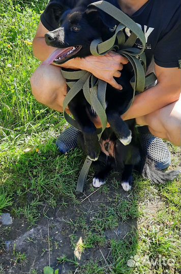 Щенок в дар