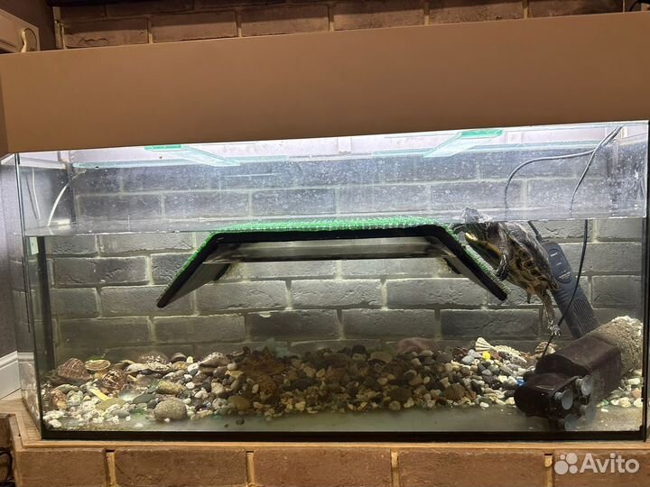 Аквариум для красноухой черепахи
