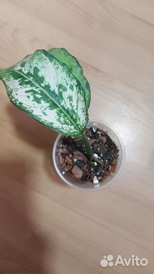 Аглаши и др