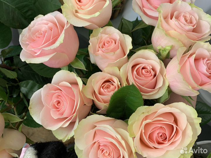 25 роз. Доставка цветов Вологда