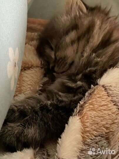 Шотландский котенок