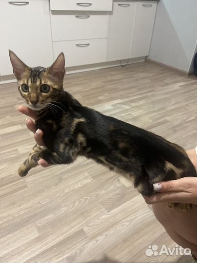 Бенгальская кошка