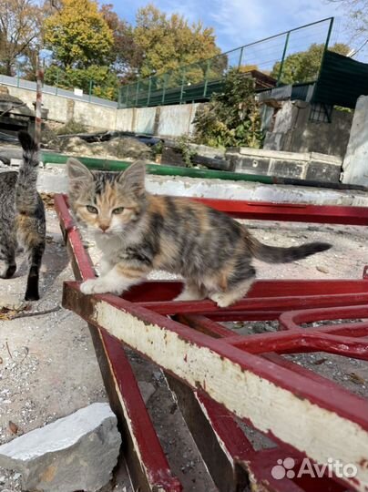 Котята в добрые руки