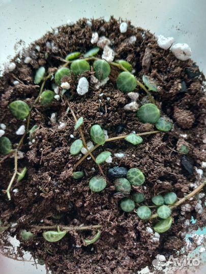 Пеперомия прострата