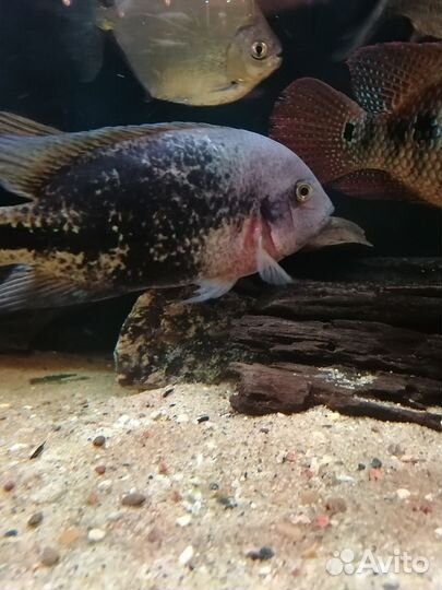 Вьеха Рио Азуфрис