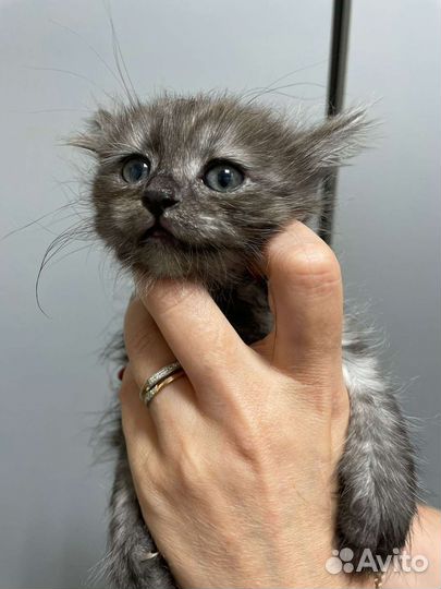 Котенок девочка бесплатно