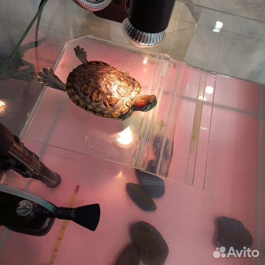 Красноухая черепаха
