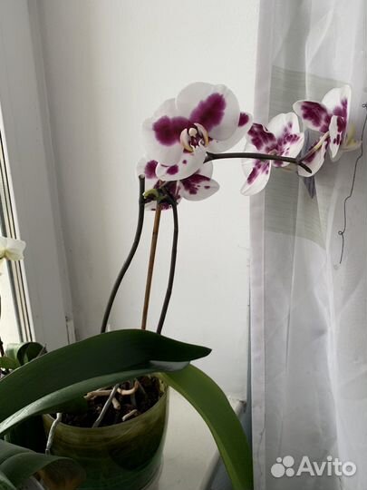 Орхидея