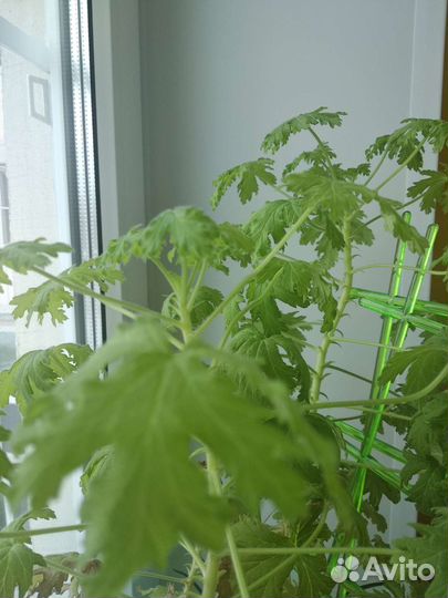 Комнатные растения