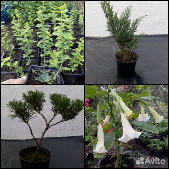 Декоративные растения