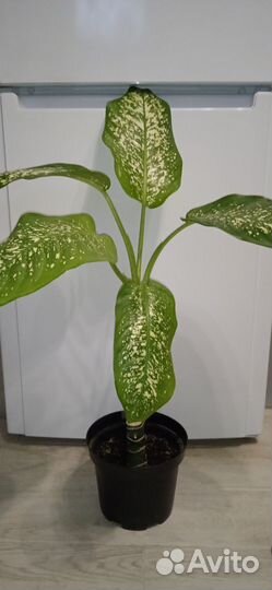 Диффенбахия