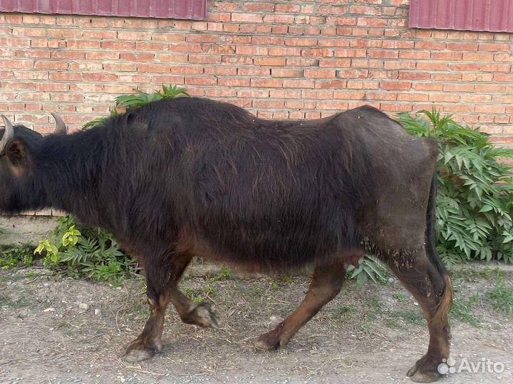 Продам скотину