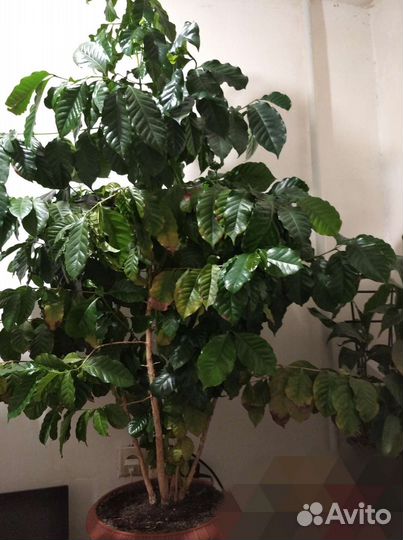 Кофейное дерево