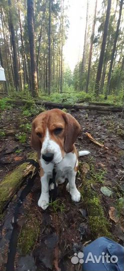 Бигль вязка