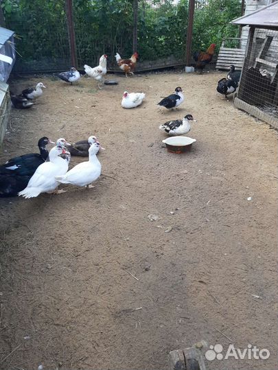 Утята мускусной утки