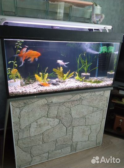 Аквариум