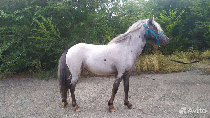 Лошади аппалуз