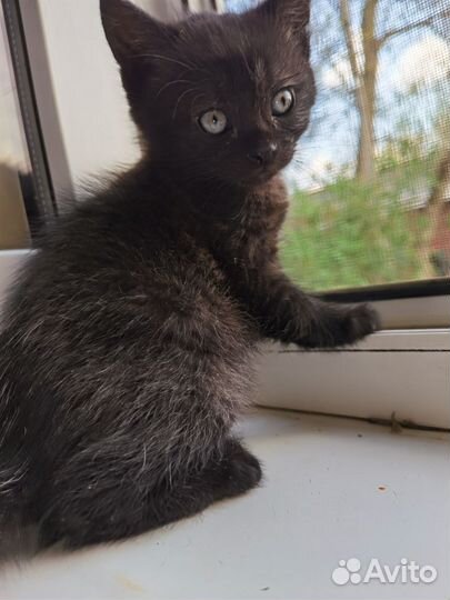 Котенок мальчик серый