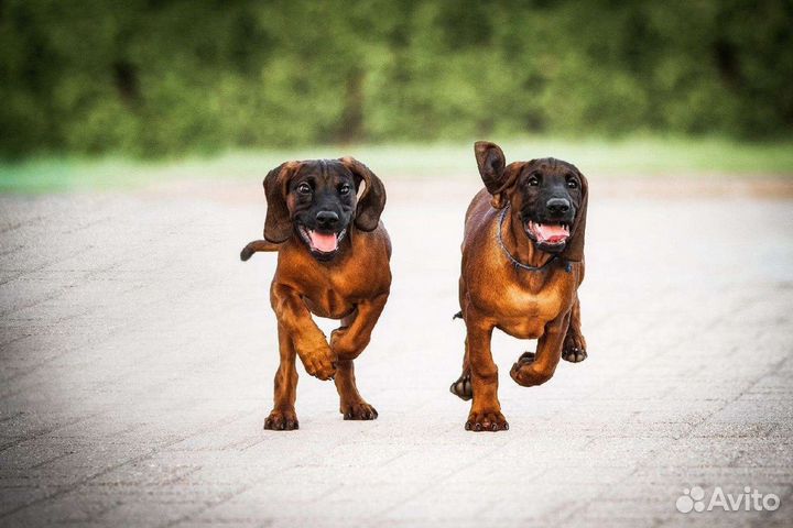 Щенки Баварской гончей