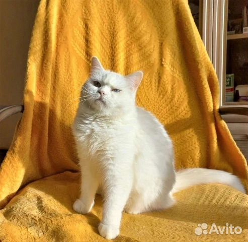 Лара в поисках идеального дома