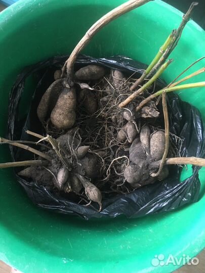 Георгины клубни