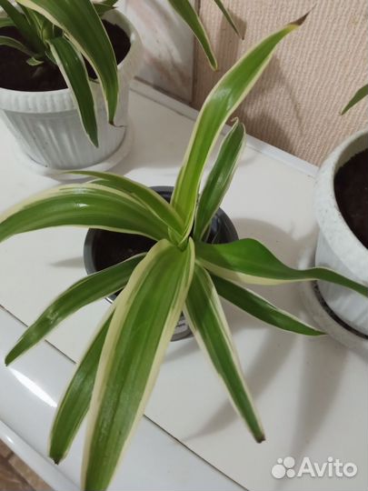 Хлорофитум в горшке